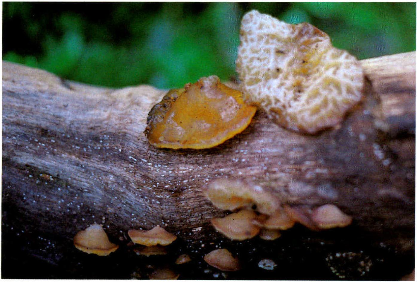 Auricularia delicata (Fr.)Henn.